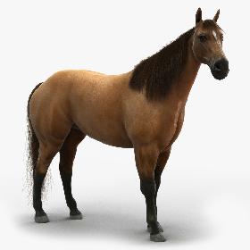 Horse (ANIMATED)